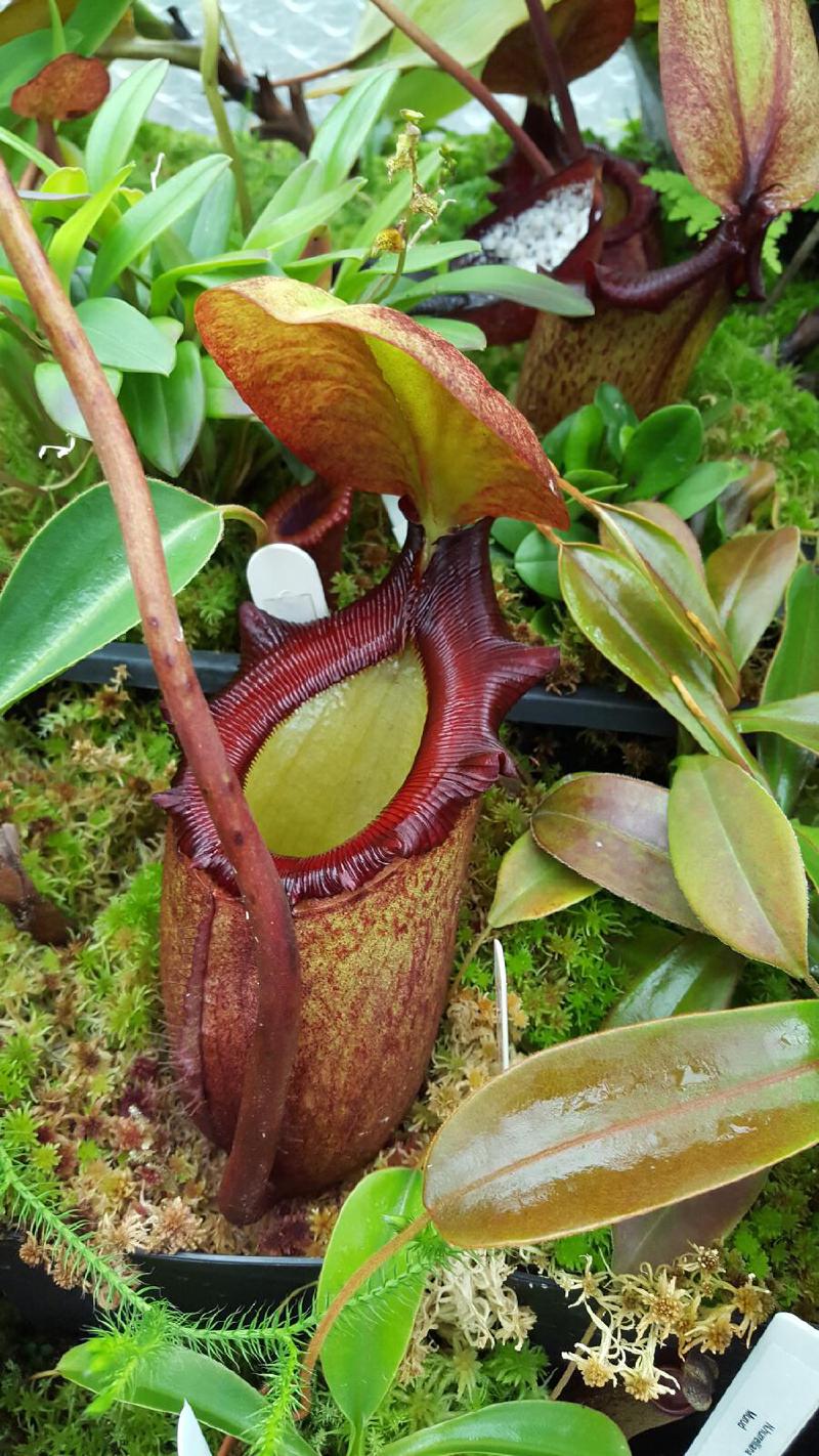 Nepenthes rajah (BE)