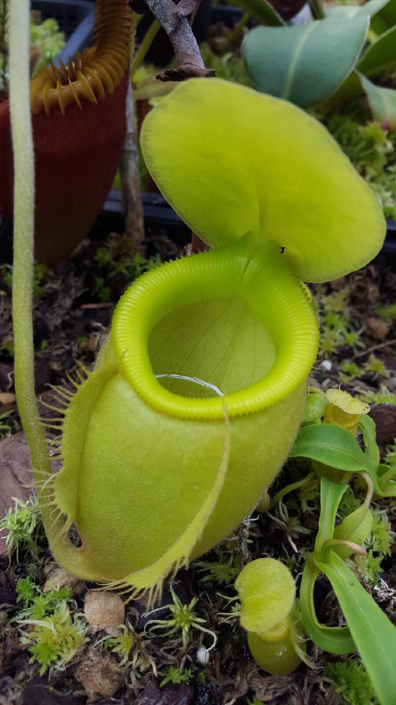 Nepenthes undulatifolia 'green' (AW)