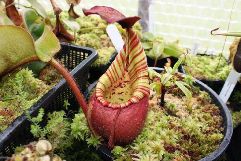 Nepenthes veitchii 'Candy'