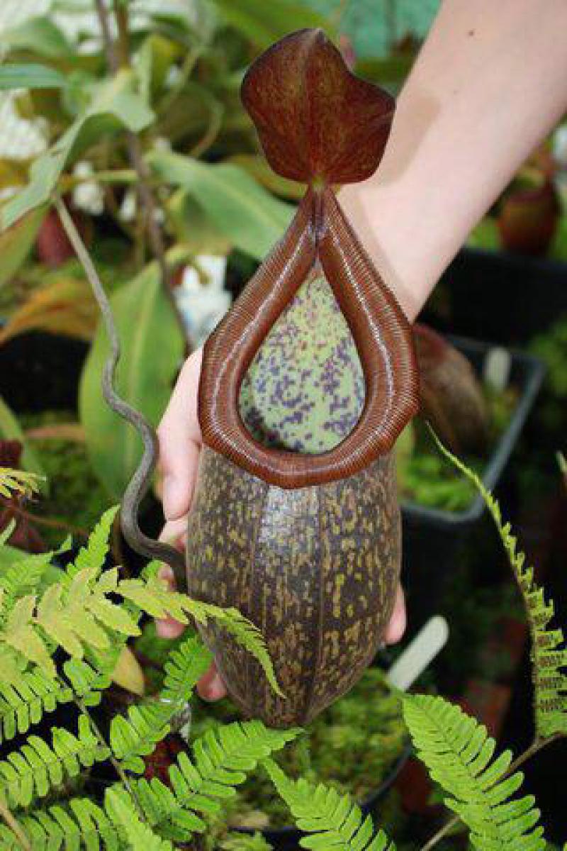 Nepenthes rigidifolia