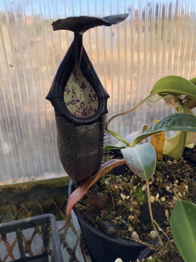Nepenthes bongso.