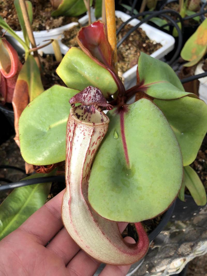 Nepenthes clipeata.