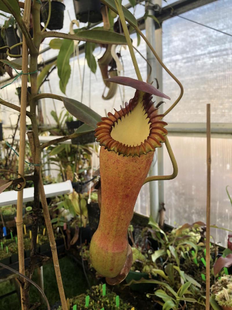 Nepenthes edwardsiana (female).