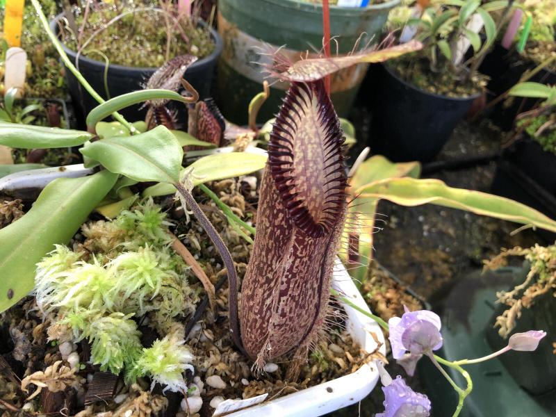 Nepenthes hamata.