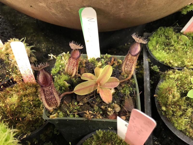 Nepenthes hamata.