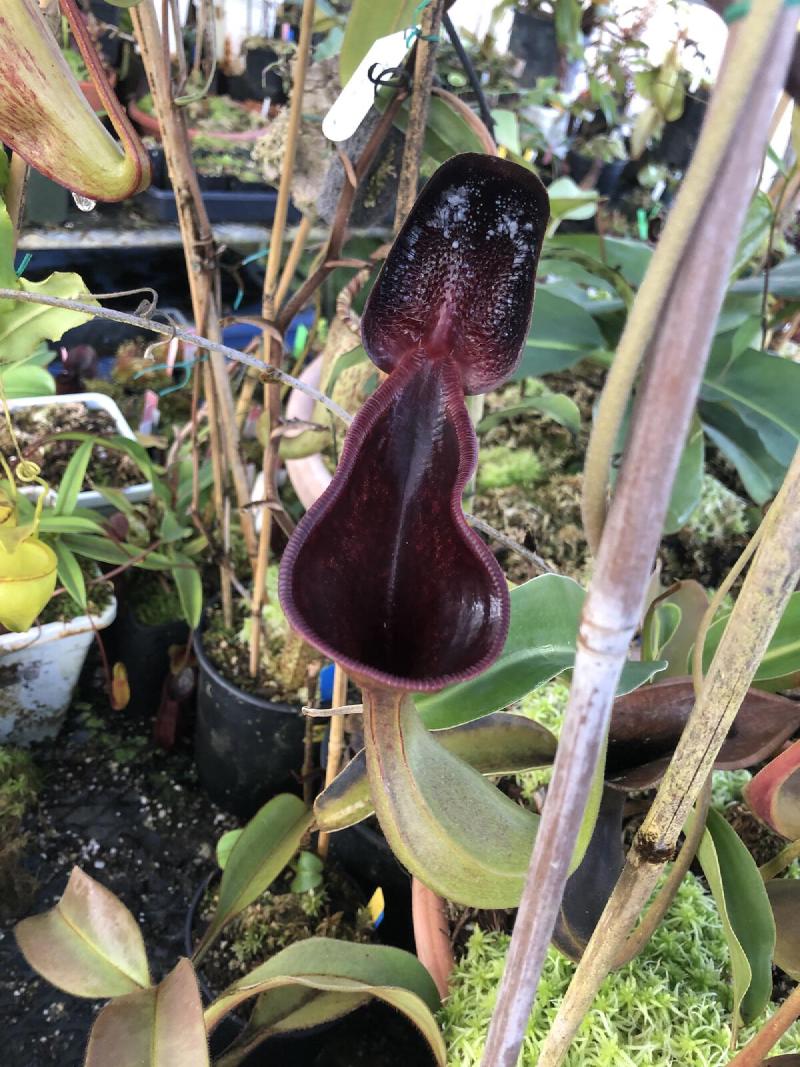 Nepenthes lowii.