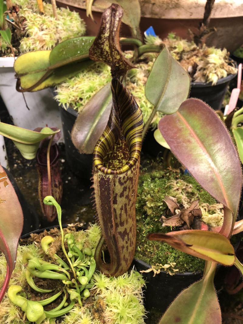 Nepenthes mollis (hurreliana).