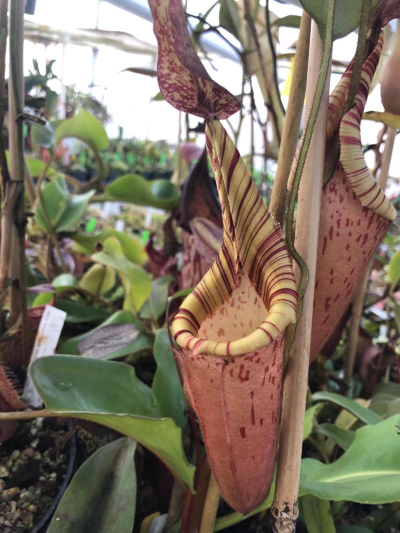 Nepenthes mollis x veitchii.