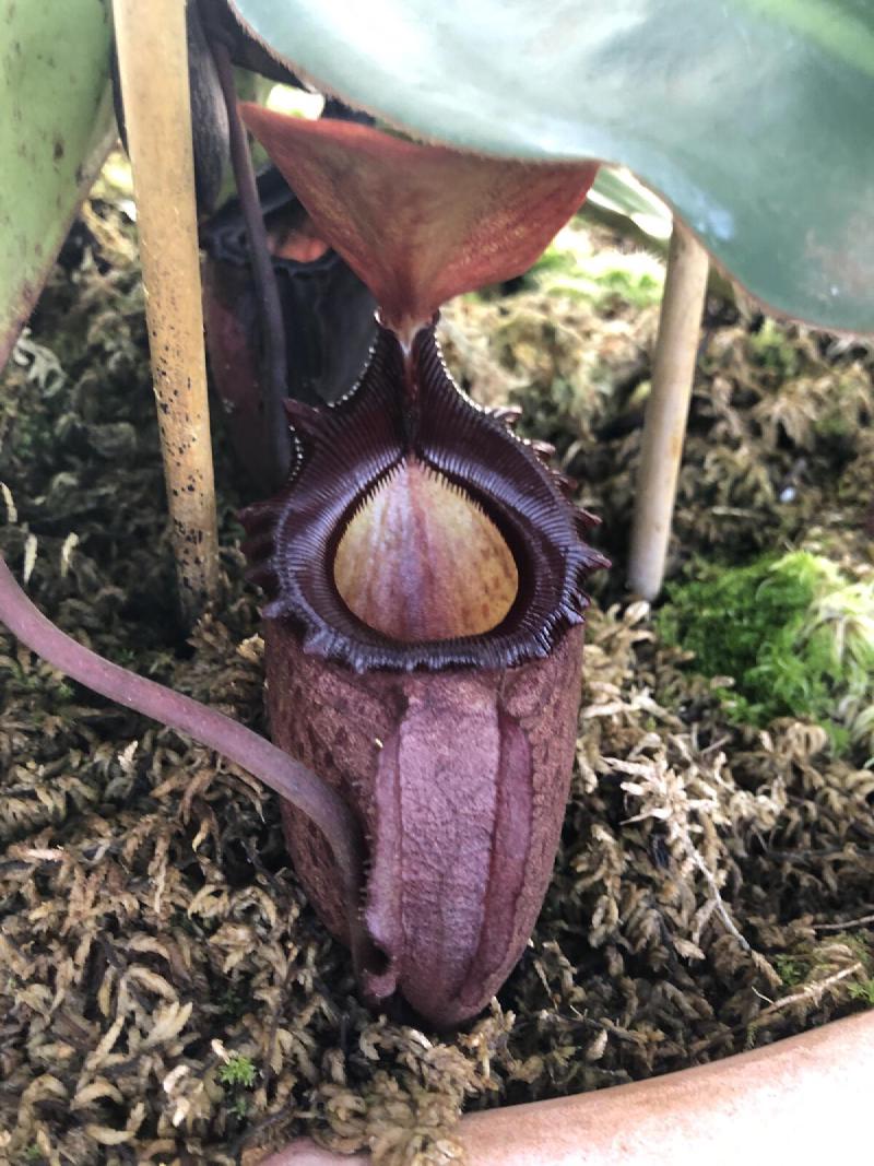 Nepenthes rajah, basal pitcher.