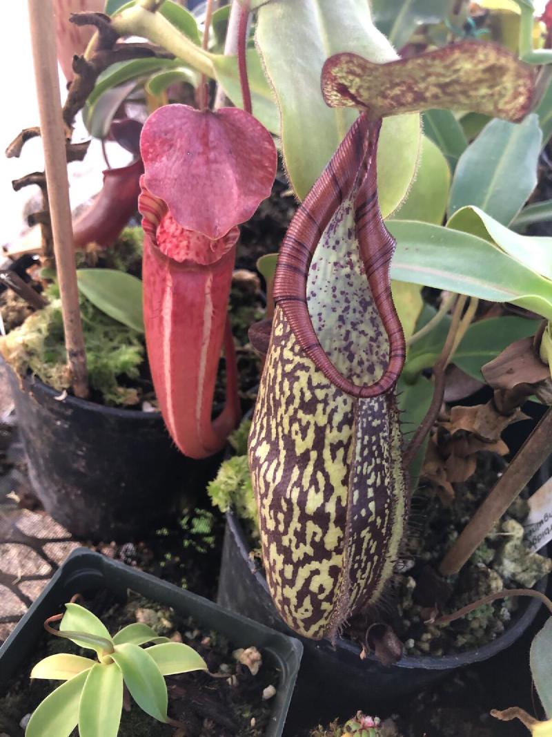 Nepenthes rigidifolia x spectabilis.