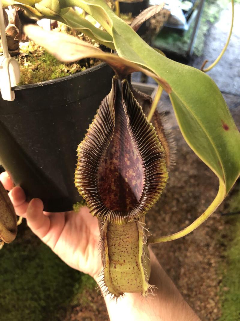 Nepenthes robcantleyi x hamata (aka 'Robmata').