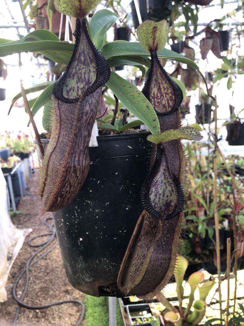 Nepenthes singalana x hamata.