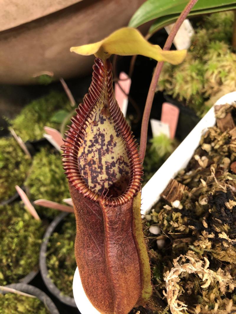 Nepenthes singalana x 'Red Hairy Hamata', lower pitcher.