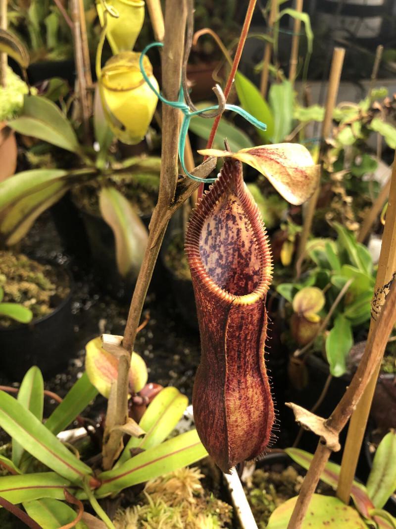 Nepenthes singalana x 'Red Hairy Hamata', upper pitcher.