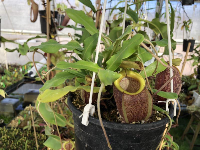 Nepenthes undulatifolia.