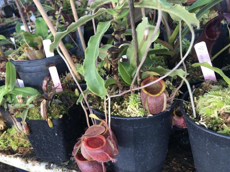 Nepenthes undulatifolia, lower pitcher.