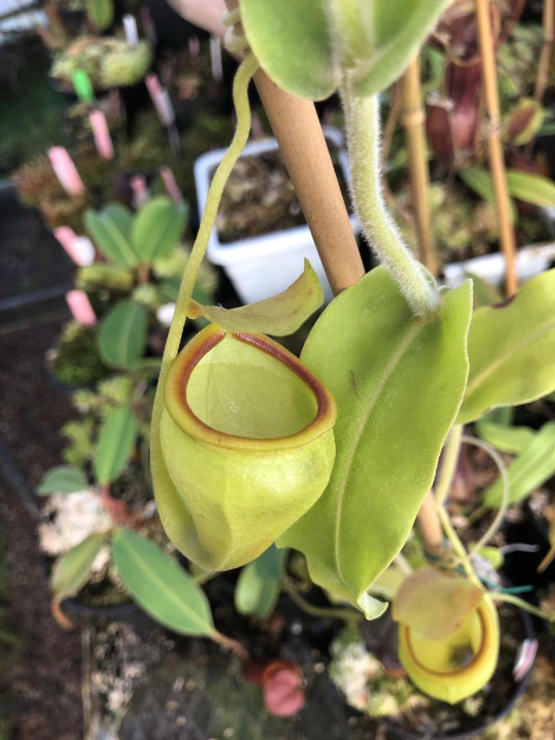 Nepenthes undulatifolia upper pitcher.