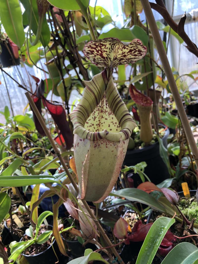 Nepenthes veitchii 'HL' x burbidgeae (EP).