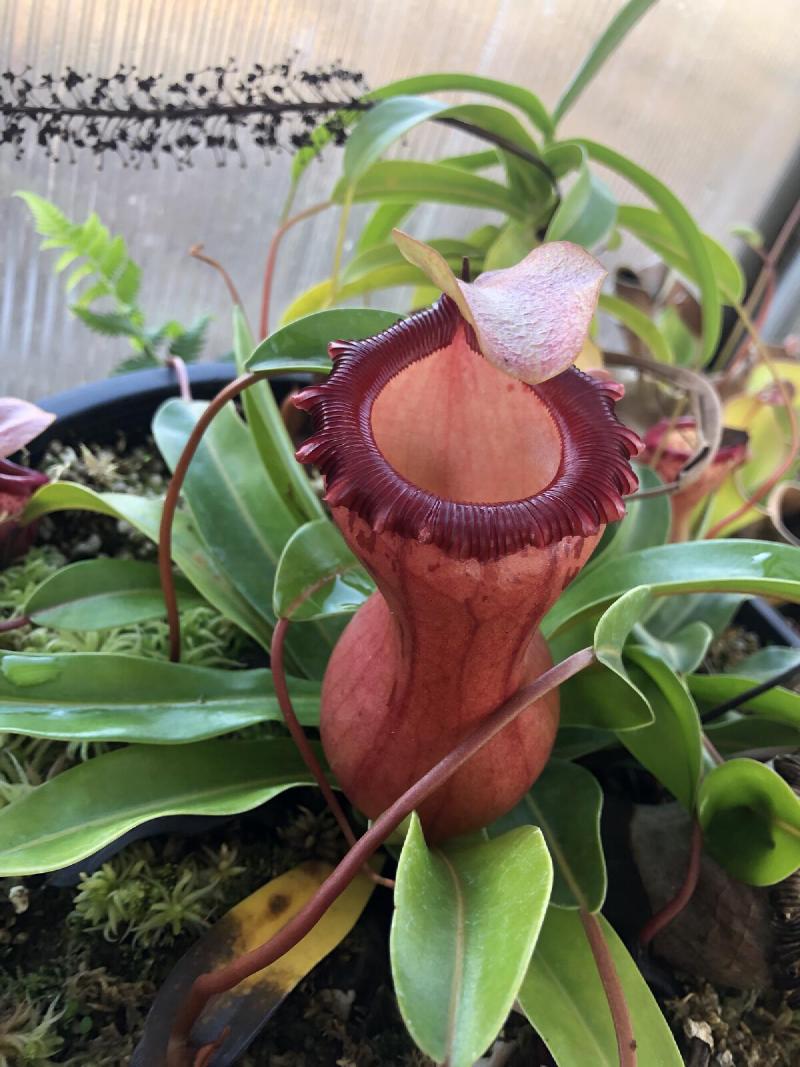 Nepenthes ventricosa 'k' (EP).