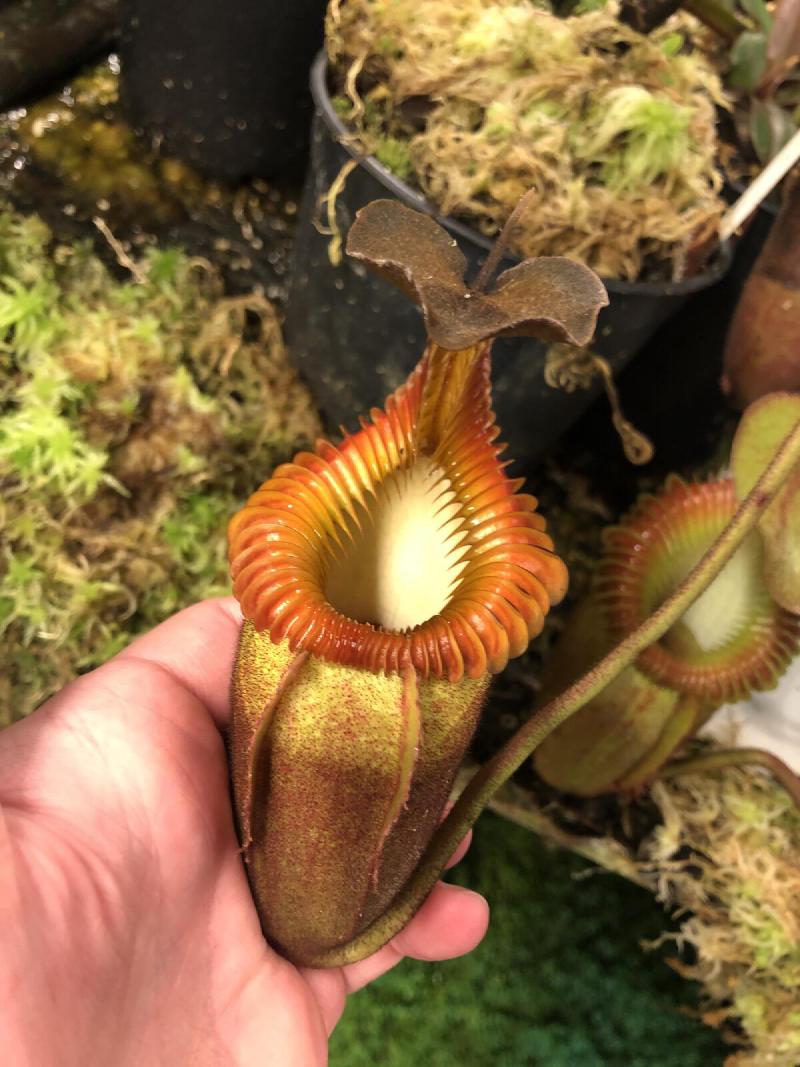 Nepenthes villosa.