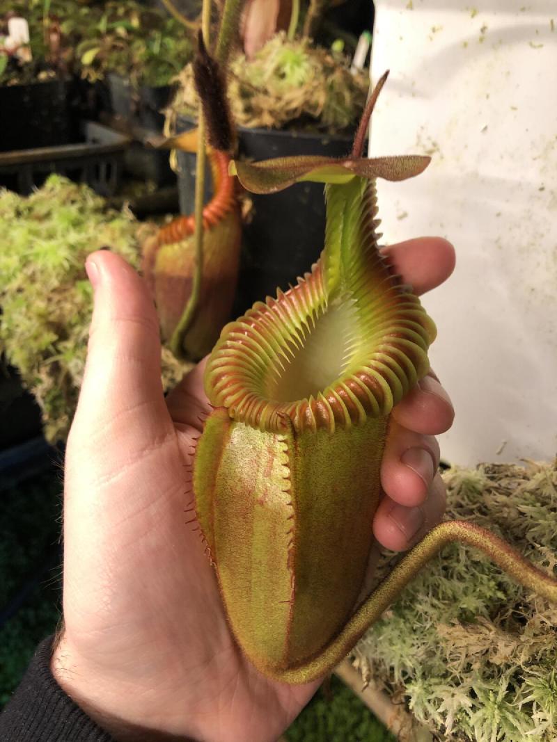 Nepenthes villosa.