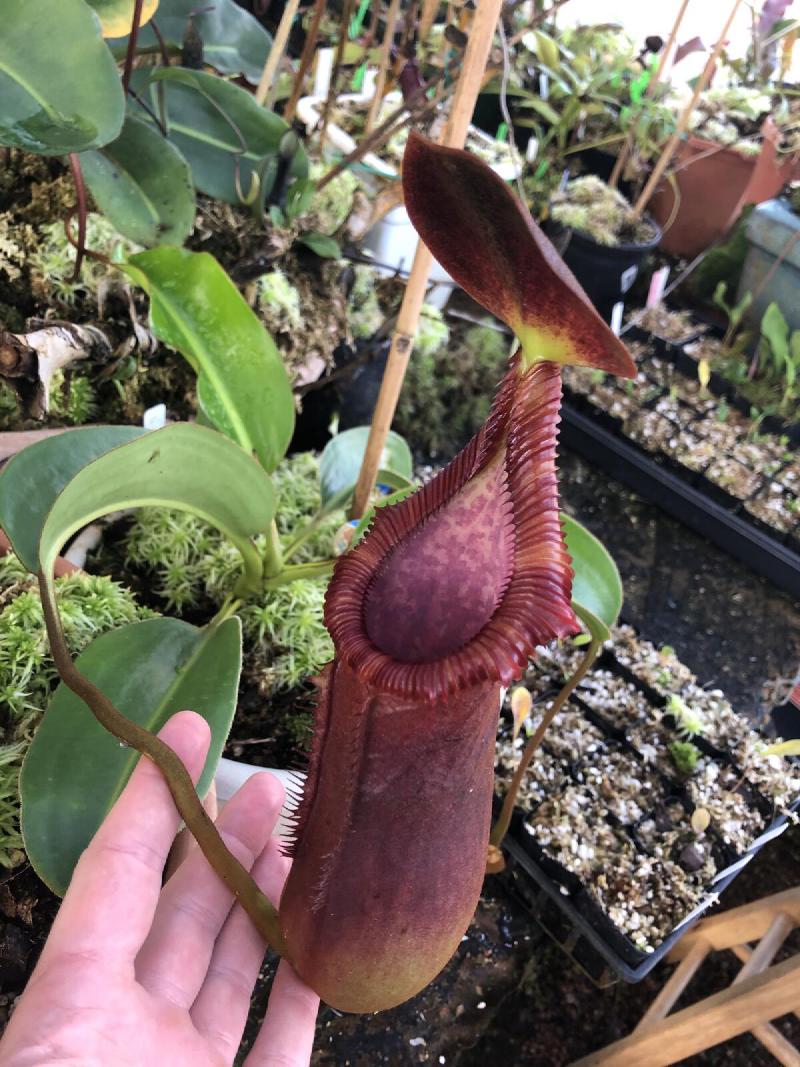 Nepenthes x trusmadiensis (N. lowii x macrophylla).