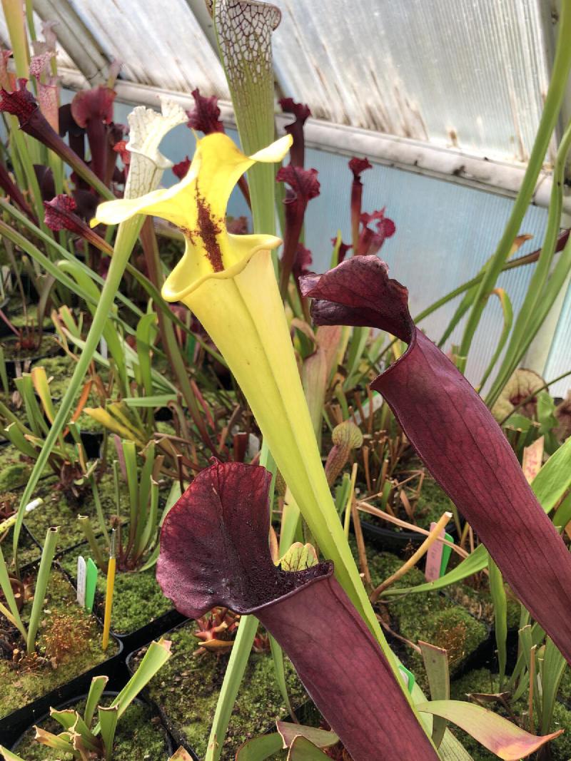 Sarracenia flava var rugelii.