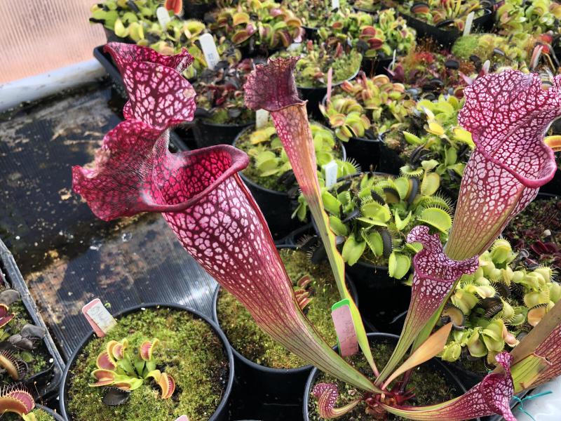 Sarracenia 'Mega Mouth'.