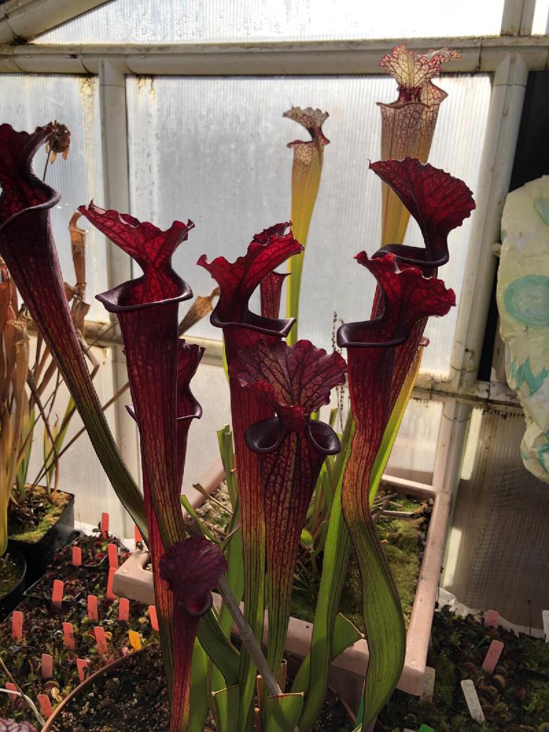 Sarracenia in the temperate house.