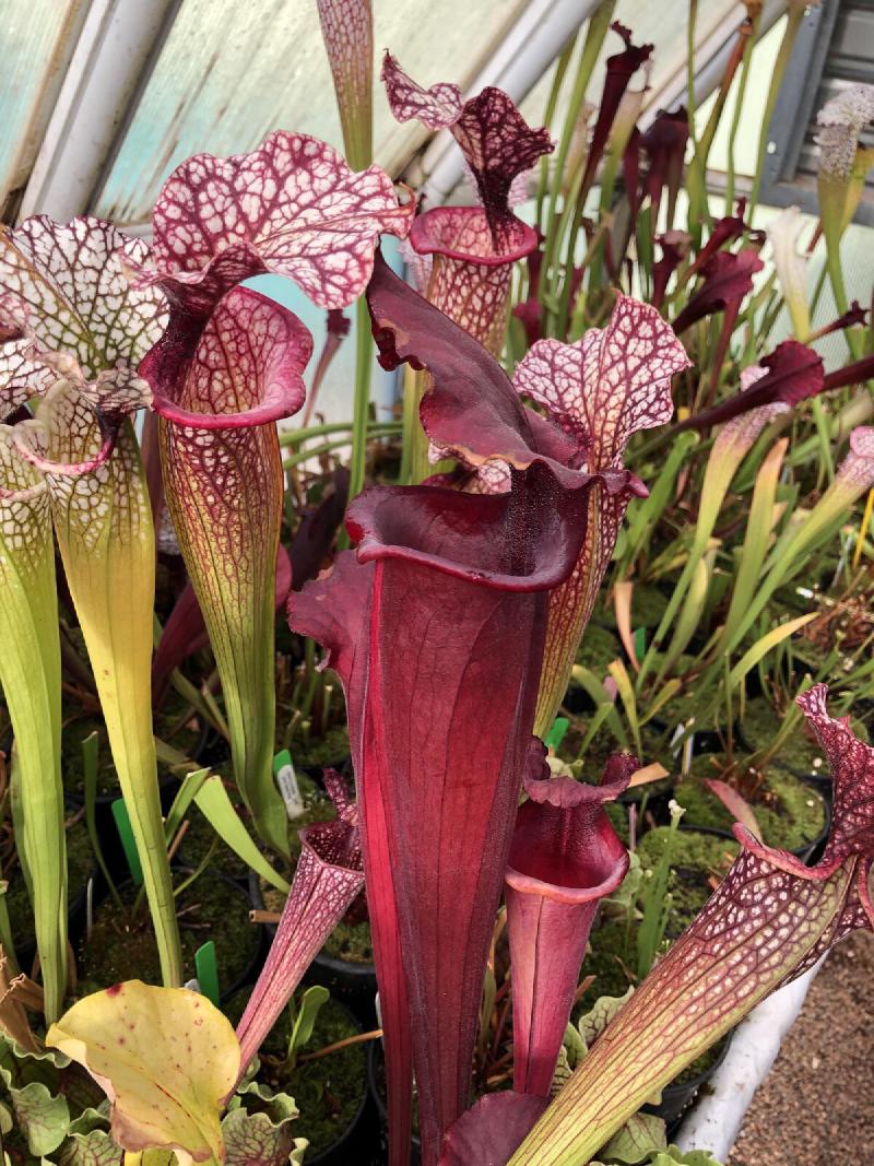 Sarracenia in the temperate house.