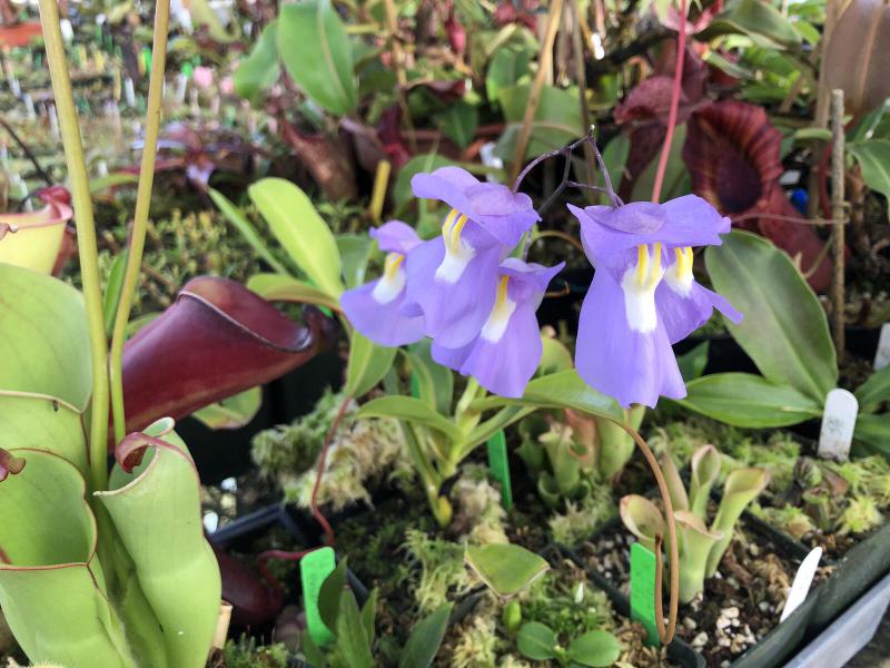 Utricularia humboltii x alpina.