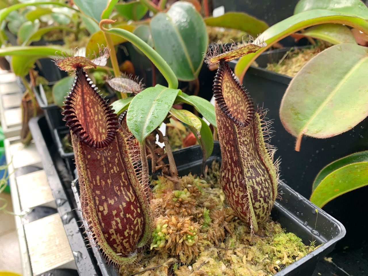 Nepenthes hamata, a tropical pitcher plant which grows year-round in my greenhouse.
