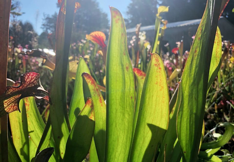 Winter leaves, or phyllodia, on Sarracenia pitcher plants.