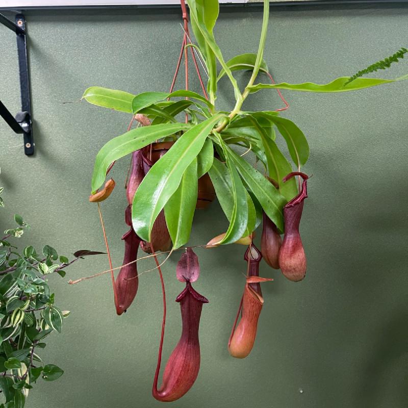 Nepenthes × ventrata, a monkey cup plant
