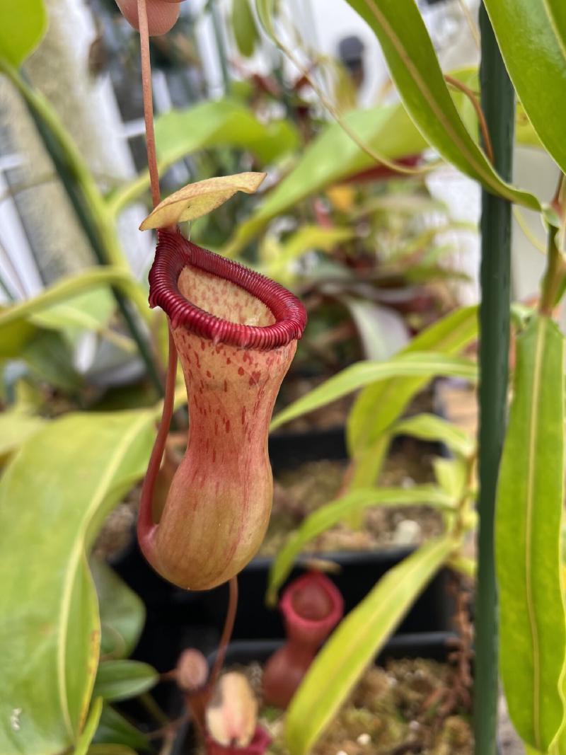 Nepenthes ventricosa, a species I'd recommend for windowsill growing.