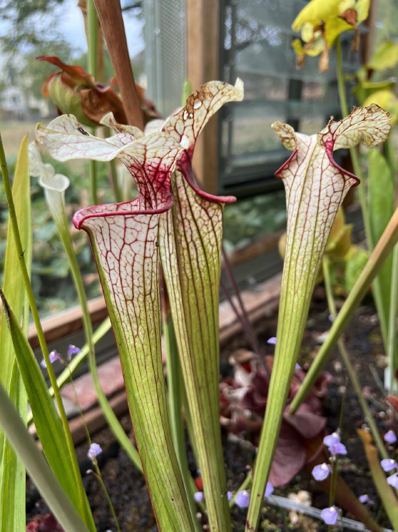 Sarracenia × moorei, a trumpet pitcher plant