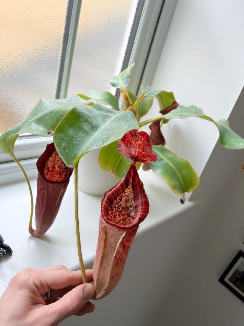 A Nepenthes growing happily on an east-facing windowsill.