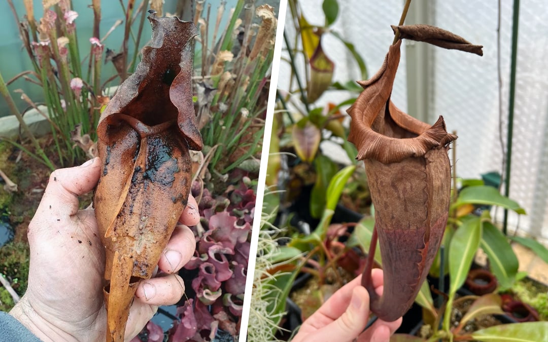 If your pitcher plant is declining - leaves turning brown and crispy, growth dying - don't panic. This is a common problem, and one which is easy to diagnose and fix.