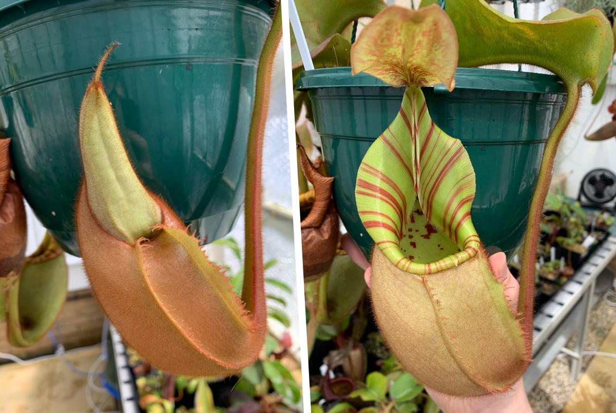 Raising the humidity can encourage pitcher production - notice how this Nepenthes veitchii pitcher has inflated then popped open, ready to catch prey.