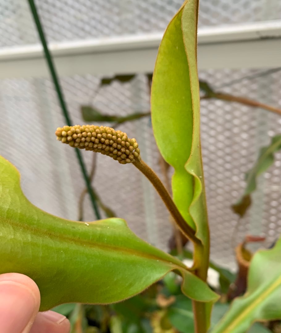 A developing female flower emerging from one of my Nepenthes.