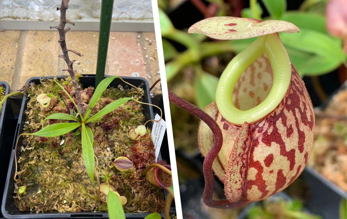 Nepenthes glabrata vine with a basal rosette. On the right is a close-up a lower pitcher.