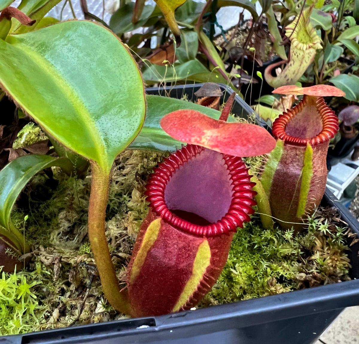 Nepenthes macrophylla, a beautiful highland plant which I've found can be fussy about pitchering.