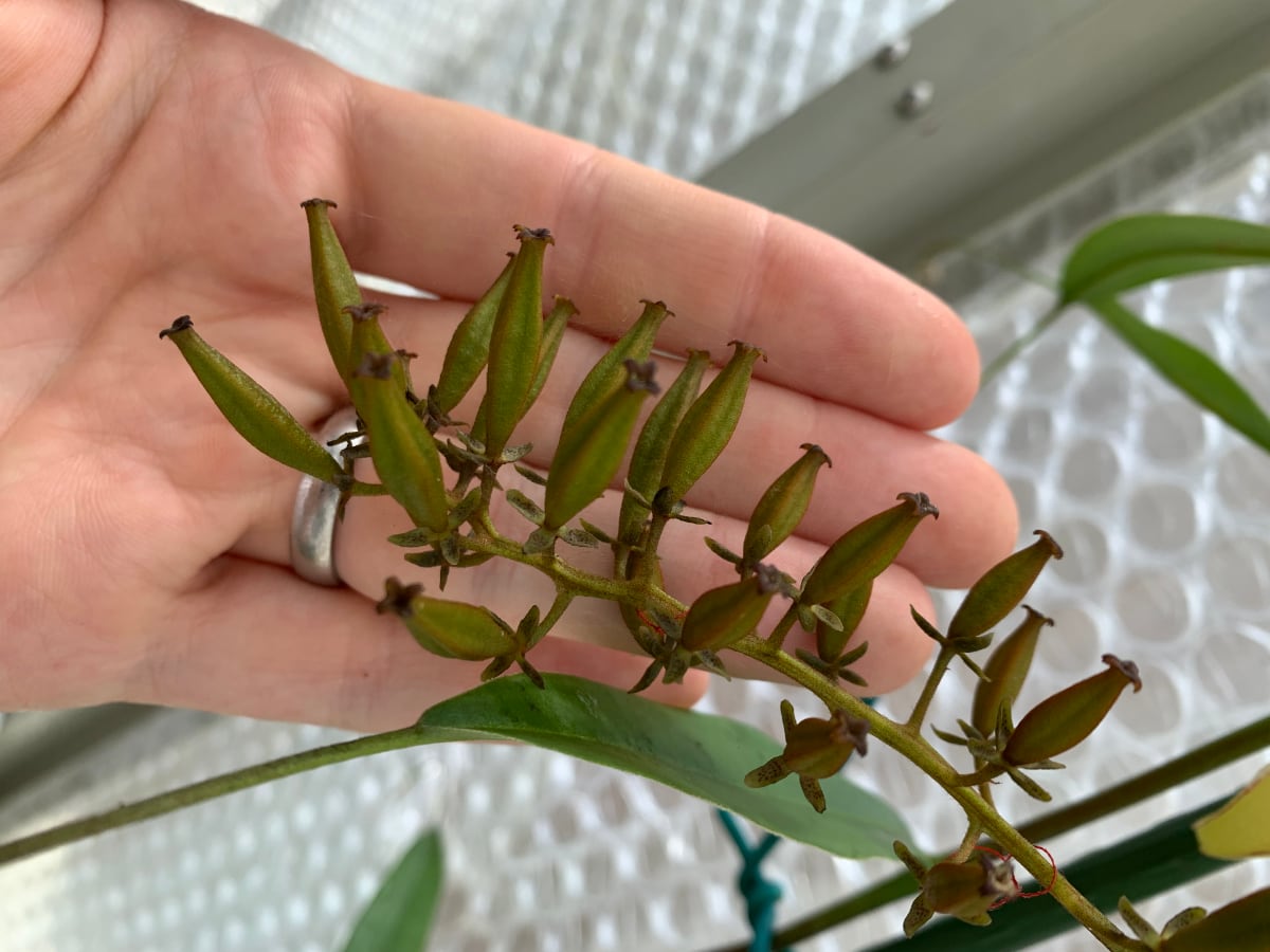 Ripening seed on a female Nepenthes singalana.
