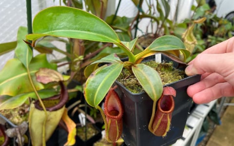Why is my tropical pitcher plant not making pitchers?