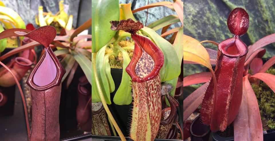 Nepenthes - also known as tropical pitcher plants - can be trickier to grow, but there are many species popular with beginners.