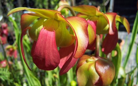 Beginner's Guide to Sarracenia Now Available