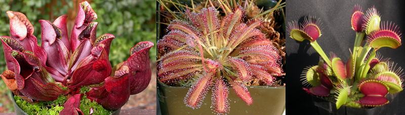 Carnivorous plants for children, from left to right: the Purple pitcher plant, the Cape sundew, and the Venus flytrap. Courtesy of the ICPS.