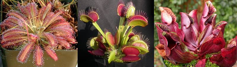 Carnivorous plants for beginners, from left to right: Drosera capensis, Dionaea muscipula, and Sarracenia purpurea. Courtesy of the ICPS.