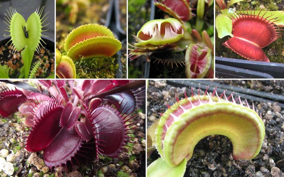 Dionaea cultivars, top: the all-green 'Justina Davis', the fine-toothed 'Sawtooth', the popular mutant 'Fused Tooth', and the huge 'Slack's Giant'. Bottom: the all-red 'Akai Ryu', and the bizarrely deformed 'Alien'.