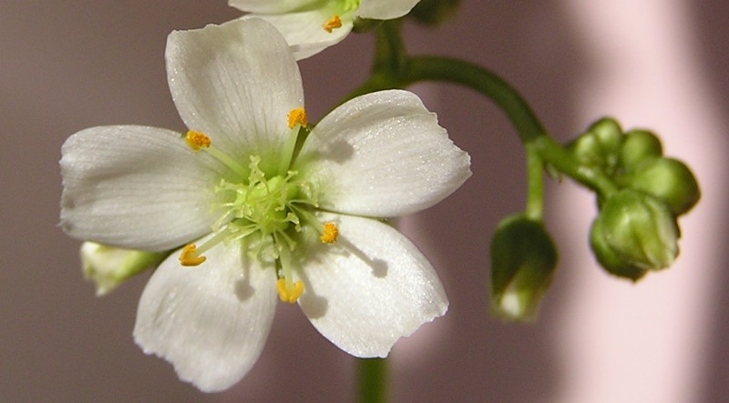 Drosera binata flower,